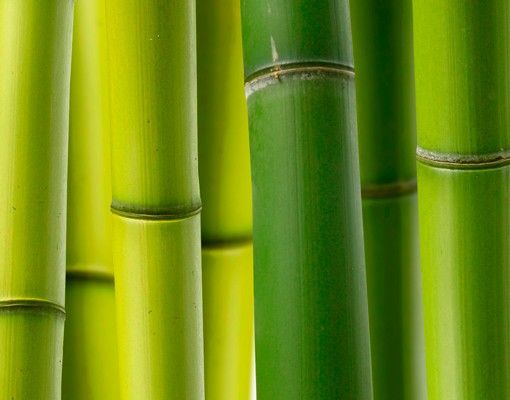 grüner Briefkasten Bambuspflanzen