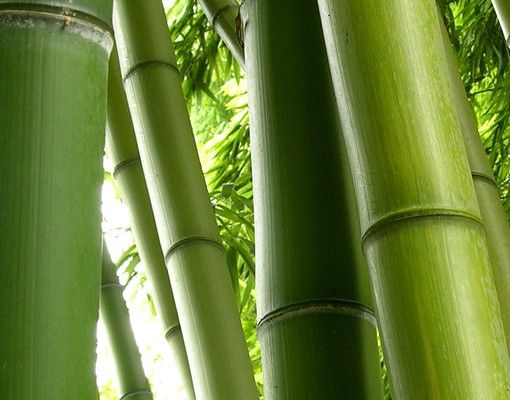 Briefkasten modern Bamboo Trees No.1