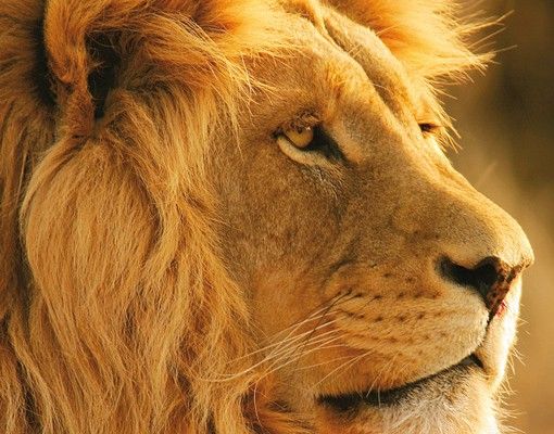 Tierbriefkasten Löwenkönig