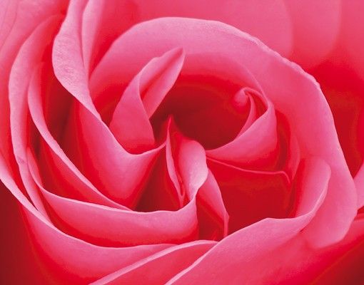 Briefkasten Blumen Lustful Pink Rose