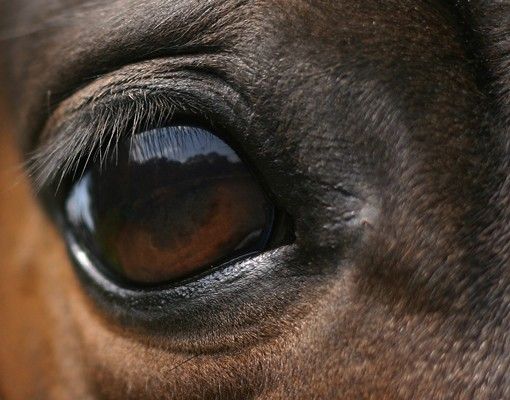 Briefkasten Tier Horse Eye