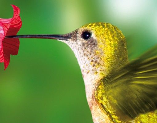 Wanddeko Tiere Kolibri und Blüte
