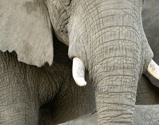 Briefkasten Tier Elefantenliebe