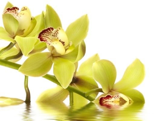 Briefkasten mit Blumen Elegant Orchid Waters