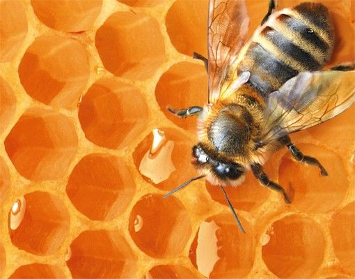 Design Briefkasten Honey Bee