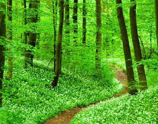 Briefkasten Natur Romantischer Waldweg