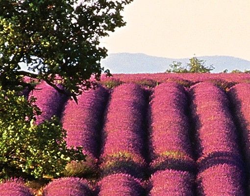 Briefkasten mit Blumen Lavender