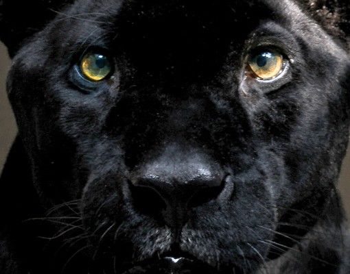 Briefkasten Tier Black Puma