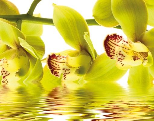Design Briefkasten Splendid Orchid Waters