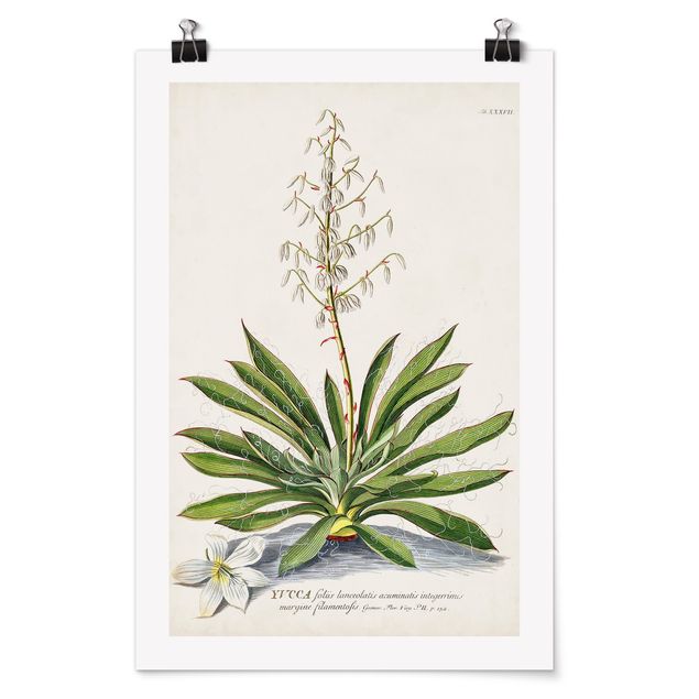 Wanddeko Esszimmer Vintage Botanik Illustration Yucca