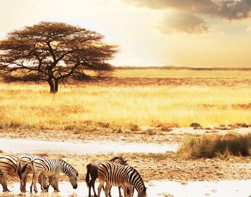 Briefkasten Tier Das Leben der Zebras