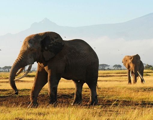 Design Briefkasten Elefanten vor dem Kilimanjaro in Kenya