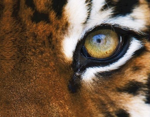 Tierbriefkasten Tiger Eyes