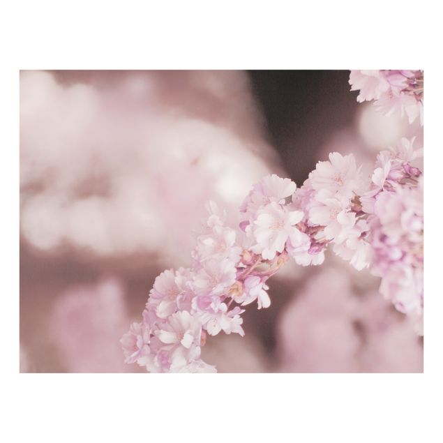 Wohndeko Fotografie Kirschblüte im Violetten Licht