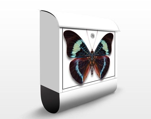 Wanddeko Büro Lepidoptera