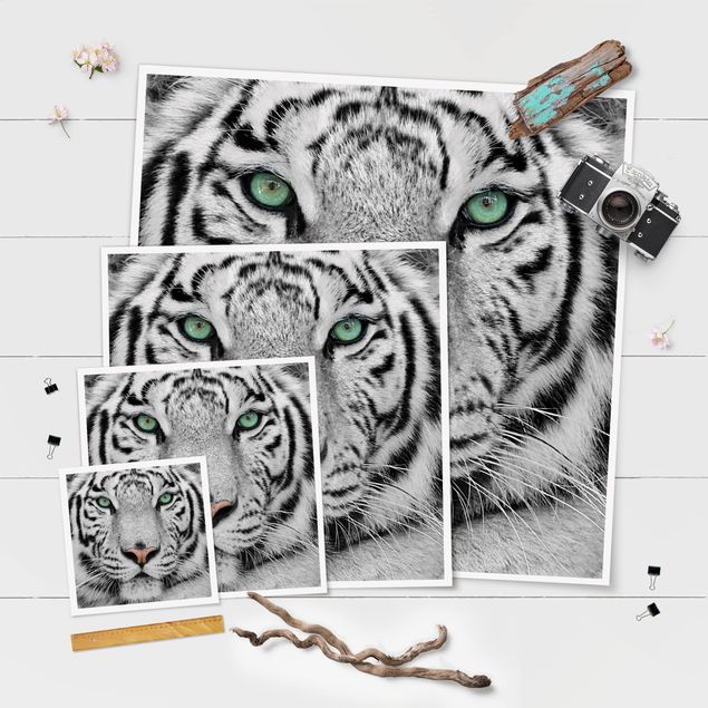 Wanddeko über Sofa Weißer Tiger