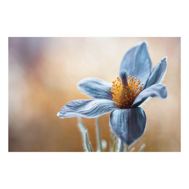Deko Blume Kuhschelle in Blau