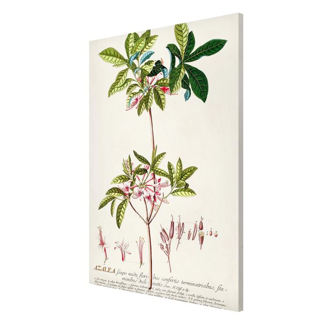 Wanddeko Esszimmer Vintage Botanik Illustration Azalee