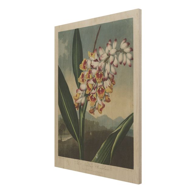 Wanddeko Flur Botanik Vintage Illustration Ingwer mit Blüte