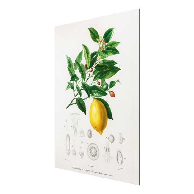 Wanddeko Esszimmer Botanik Vintage Illustration Zitrone