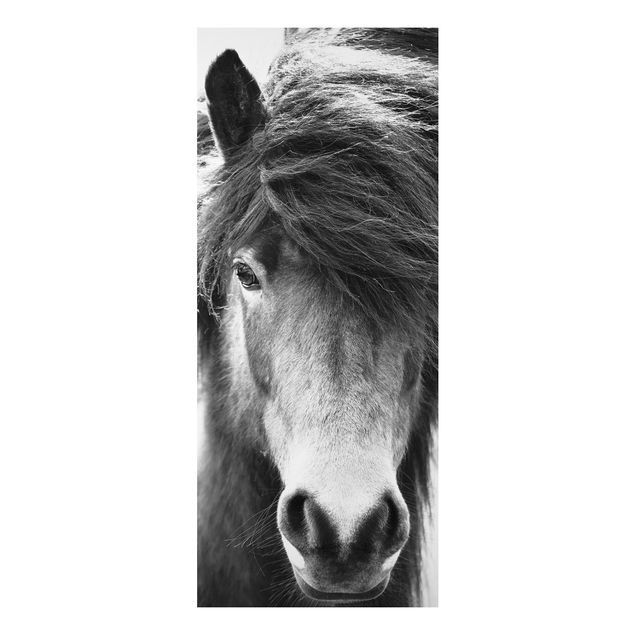 Wanddeko Flur Island Pferd in Schwarz-weiß