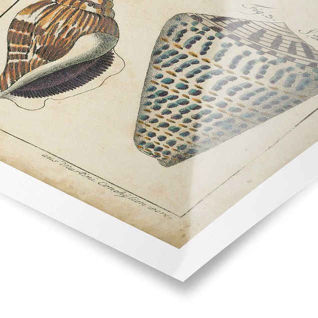 Wanddeko Treppenhaus Vintage Muschel Zeichnung Bunte Muster