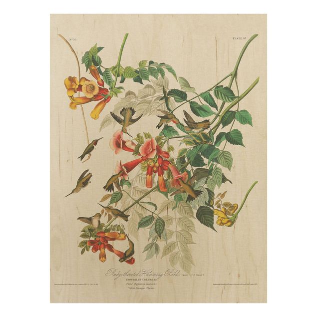 Wanddeko Blume Vintage Lehrtafel Rubinkehlkolibris
