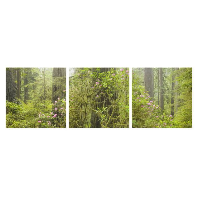 Wanddeko Treppenhaus Del Norte Coast Redwoods State Park Kalifornien