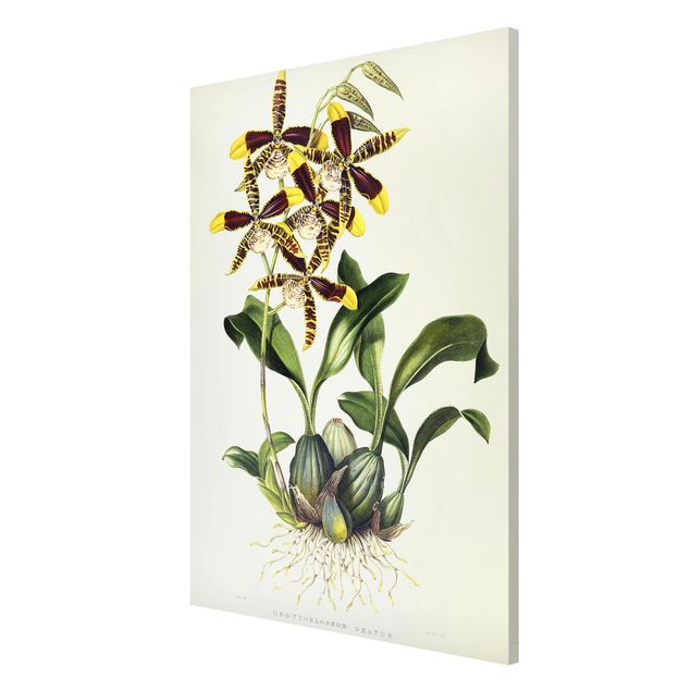 Wanddeko Flur Maxim Gauci - Orchidee II