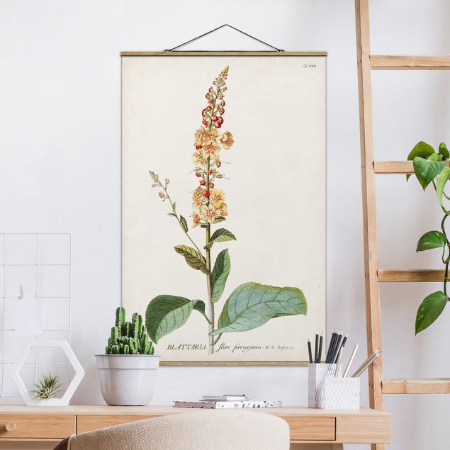 Wanddeko Wohnzimmer Vintage Botanik Illustration Königskerze