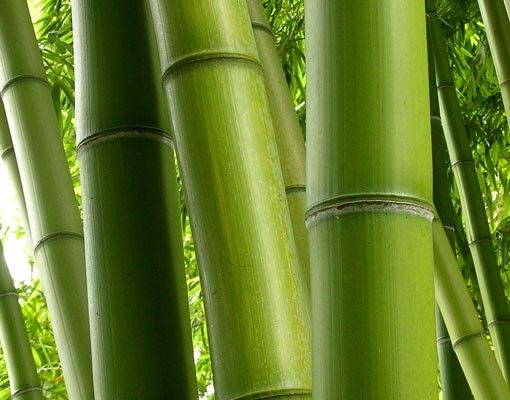 Wanddeko Bambus Bamboo Trees No.1