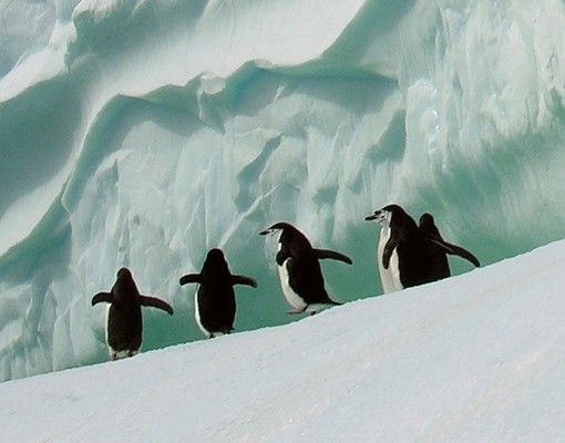 Waschbeckenunterschrank mit Motiv Arctic Penguins