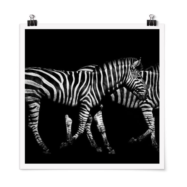 Wanddeko Esszimmer Zebra vor Schwarz