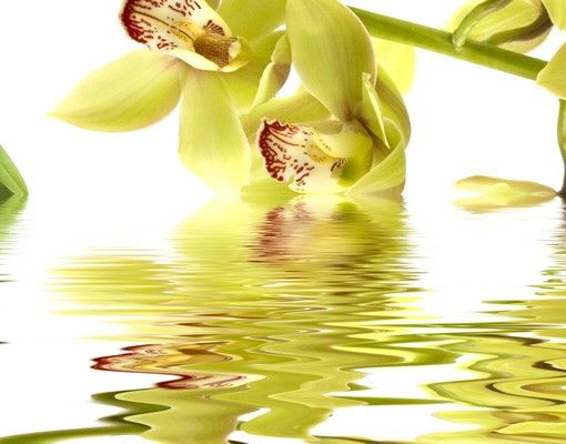 Wanddeko Orchidee Elegant Orchid Waters