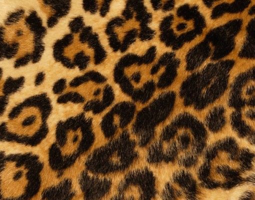 Wanddeko Muster Jaguar Skin