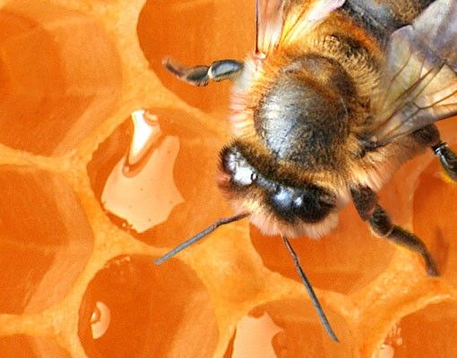 Waschbeckenunterschrank - Honey Bee - Badschrank Orange