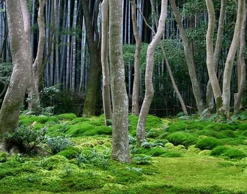 Wanddeko Gäste WC Japanischer Wald
