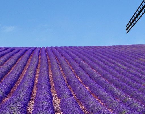 Deko Landschaft Lavendelduft in der Provence
