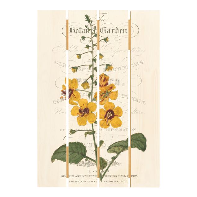 Wohndeko Blume Botanisches Tableau - Königskerze