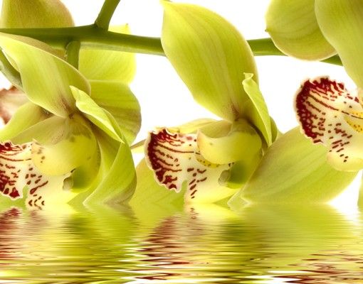 Wanddeko Orchidee Splendid Orchid Waters