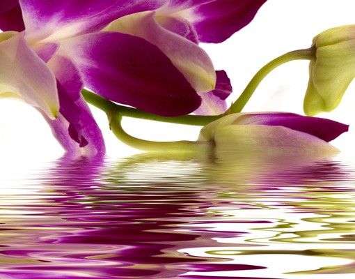Deko Orchidee Pink Orchid Waters