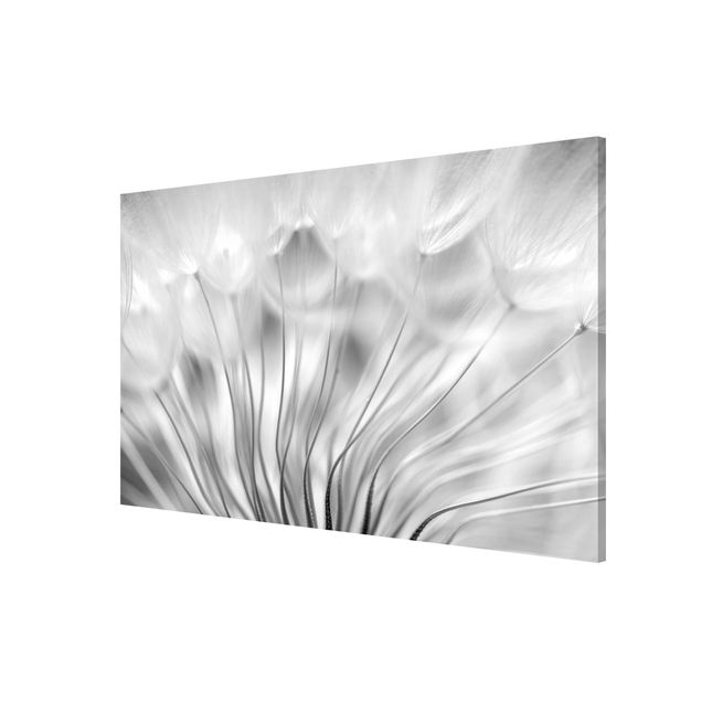 Wanddeko Büro Traumhafte Pusteblume Schwarz-Weiß