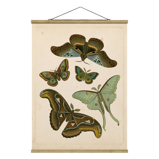 Wanddeko Flur Vintage Illustration Exotische Schmetterlinge II