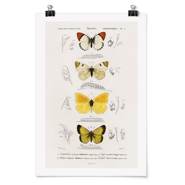 Wanddeko Esszimmer Vintage Lehrtafel Schmetterlinge II