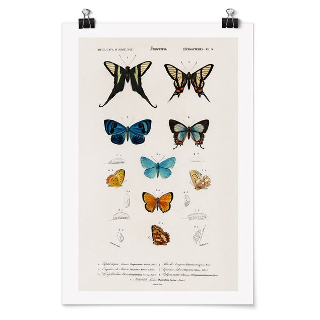 Wanddeko Esszimmer Vintage Lehrtafel Schmetterlinge I