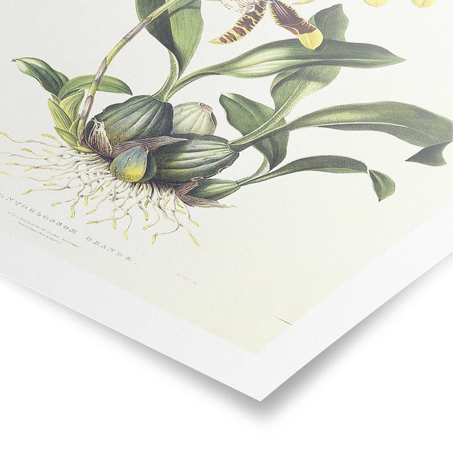 Wanddeko Esszimmer Maxim Gauci - Orchidee II