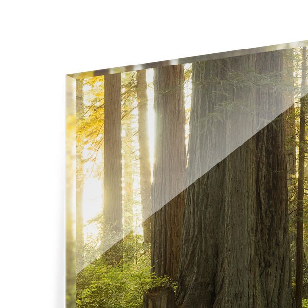 Rainer Mirau Kunstdrucke Redwood National Park