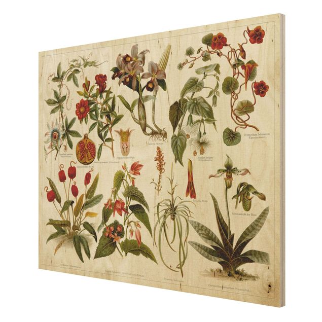 Wanddeko Esszimmer Vintage Lehrtafel Tropische Botanik II