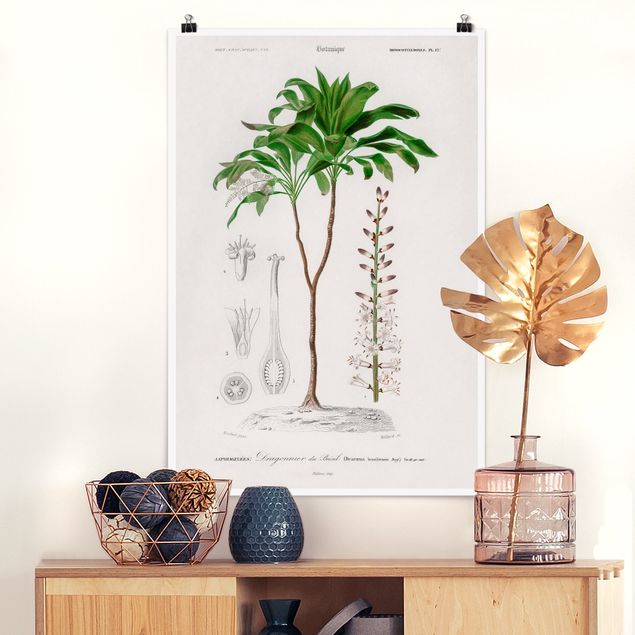 Wanddeko Schlafzimmer Botanik Vintage Illustration Tropische Palme