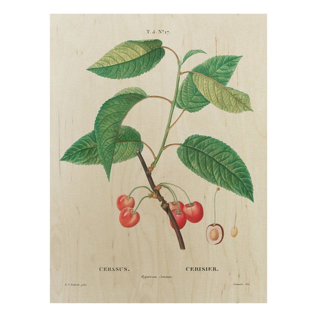 Wanddeko Esszimmer Botanik Vintage Illustration Rote Kirschen